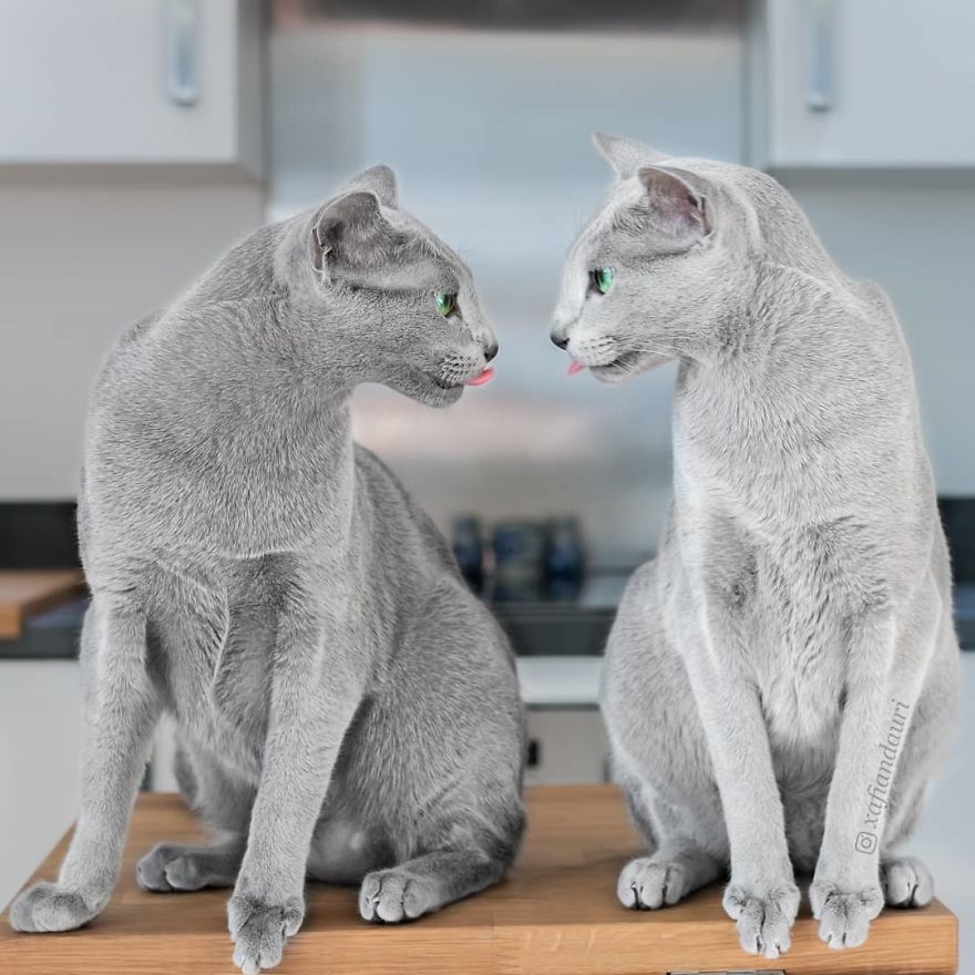 These Gorgeous Russian Blue Cats Have The Most Mesmerizing Eyes