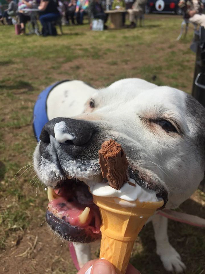 Woman Opens Dog Hospice Where She Spends The Last Days With Abandoned Dogs