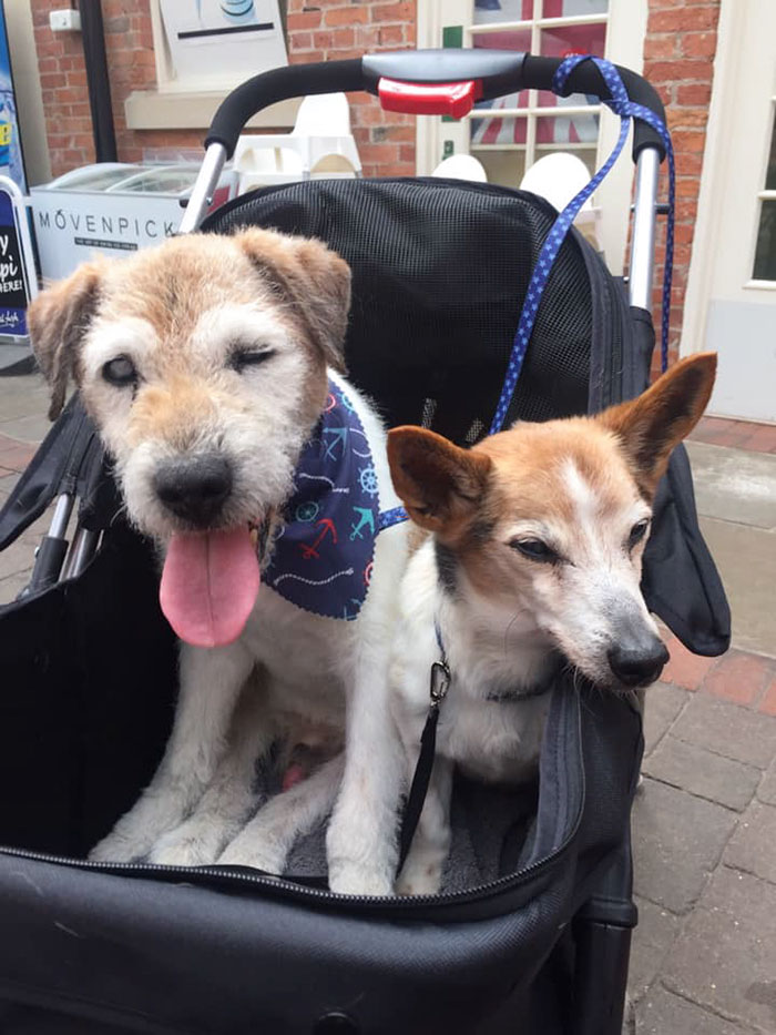 Woman Opens Dog Hospice Where She Spends The Last Days With Abandoned Dogs