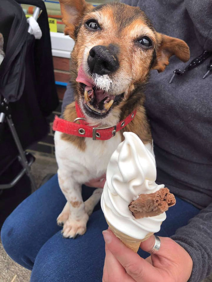 Woman Opens Dog Hospice Where She Spends The Last Days With Abandoned Dogs