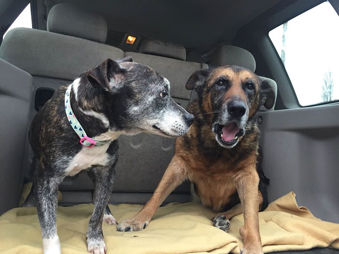 Woman Opens Dog Hospice Where She Spends The Last Days With Abandoned Dogs