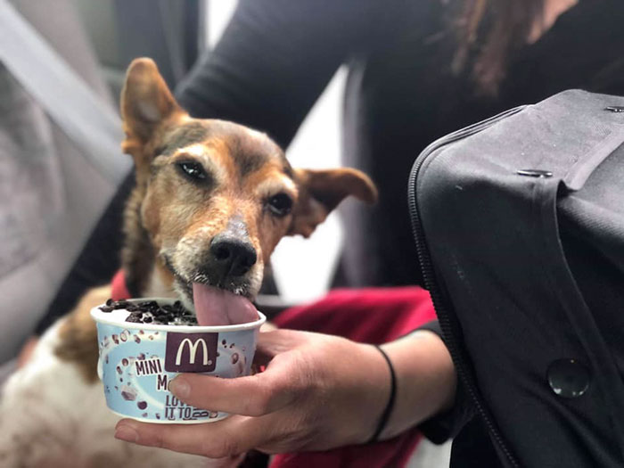 Woman Opens Dog Hospice Where She Spends The Last Days With Abandoned Dogs