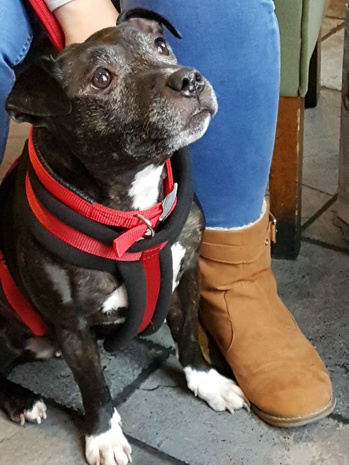 Woman Opens Dog Hospice Where She Spends The Last Days With Abandoned Dogs