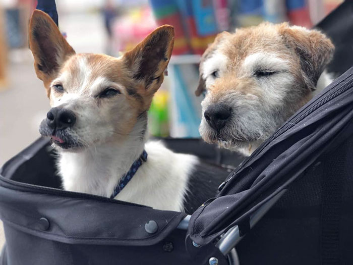 Woman Opens Dog Hospice Where She Spends The Last Days With Abandoned Dogs