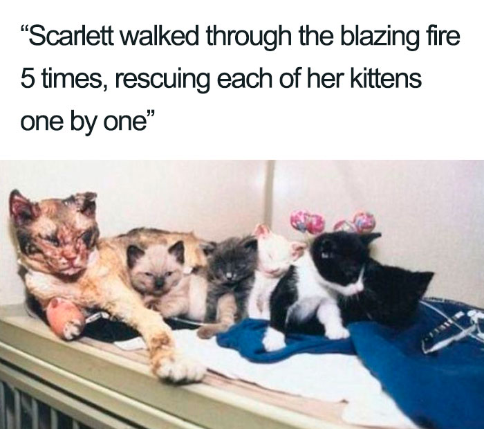 45 Wholesome Cat Posts That Will Hopefully Make Your Day