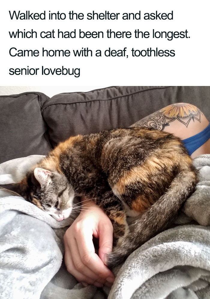 45 Wholesome Cat Posts That Will Hopefully Make Your Day