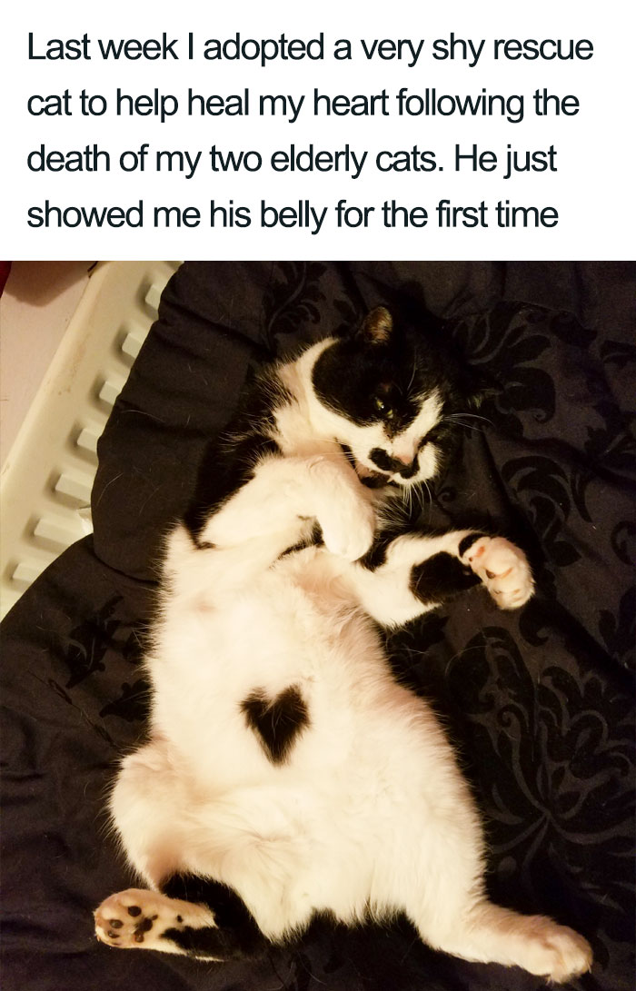 45 Wholesome Cat Posts That Will Hopefully Make Your Day