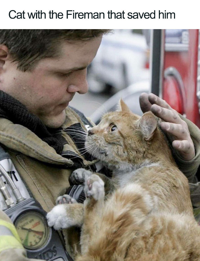 45 Wholesome Cat Posts That Will Hopefully Make Your Day
