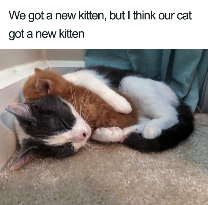 45 Wholesome Cat Posts That Will Hopefully Make Your Day