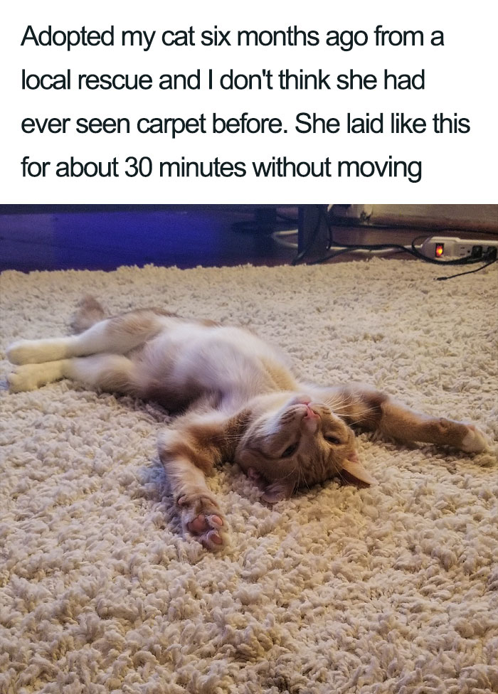 45 Wholesome Cat Posts That Will Hopefully Make Your Day