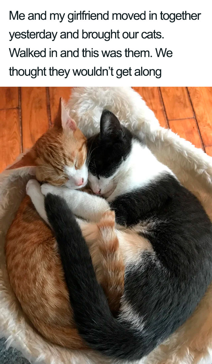 45 Wholesome Cat Posts That Will Hopefully Make Your Day