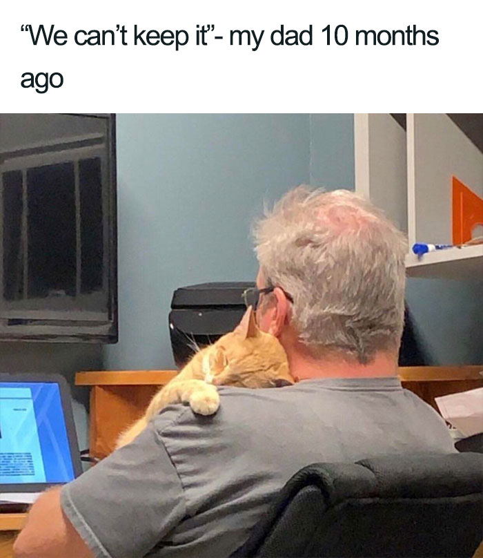 45 Wholesome Cat Posts That Will Hopefully Make Your Day