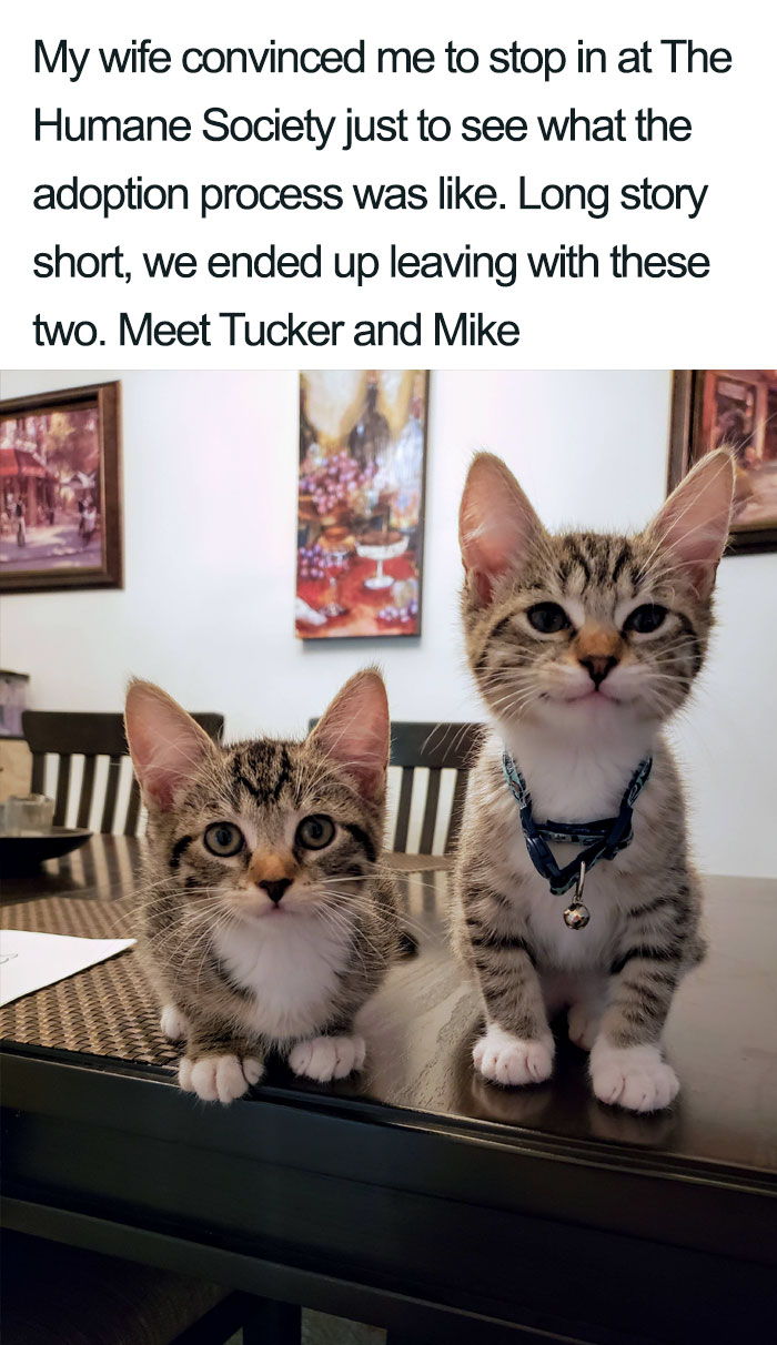 45 Wholesome Cat Posts That Will Hopefully Make Your Day