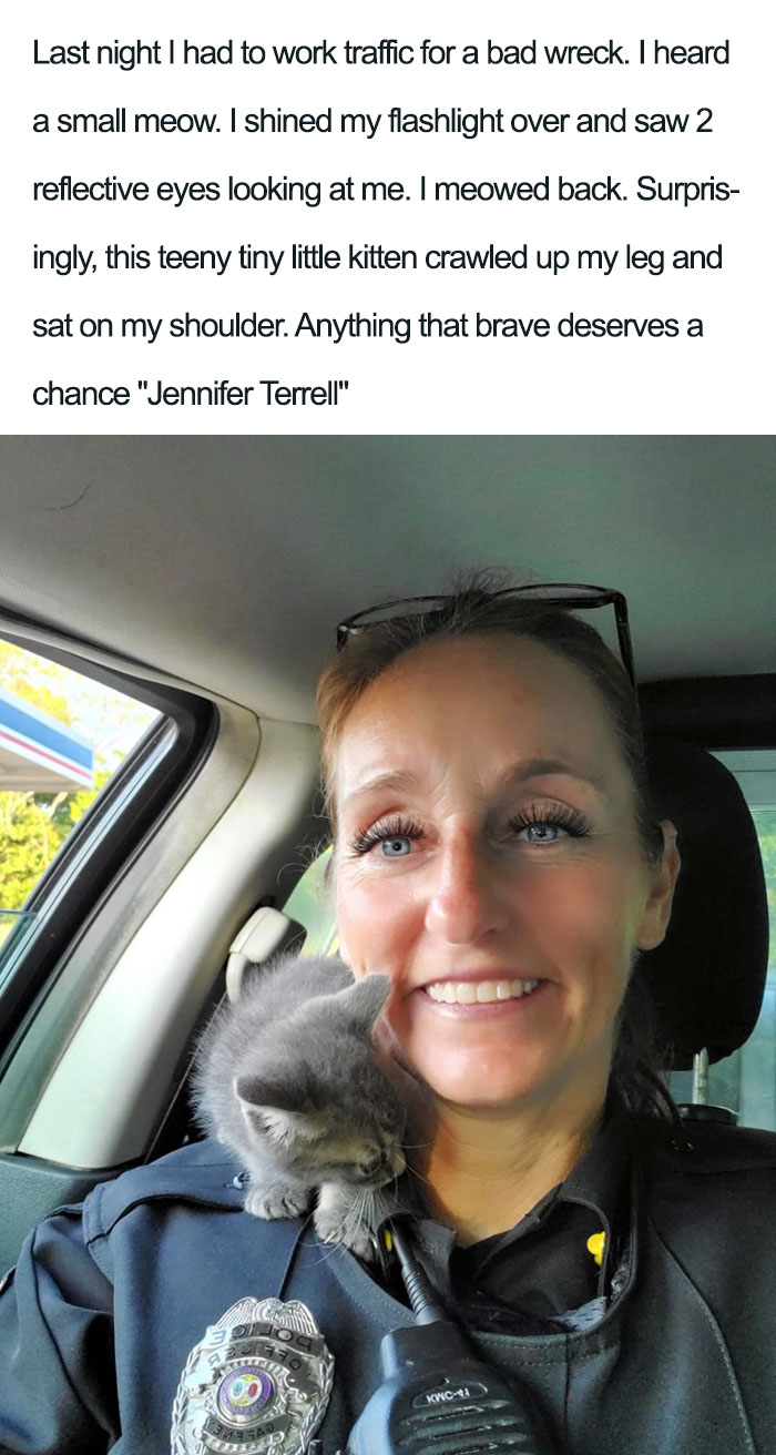 45 Wholesome Cat Posts That Will Hopefully Make Your Day