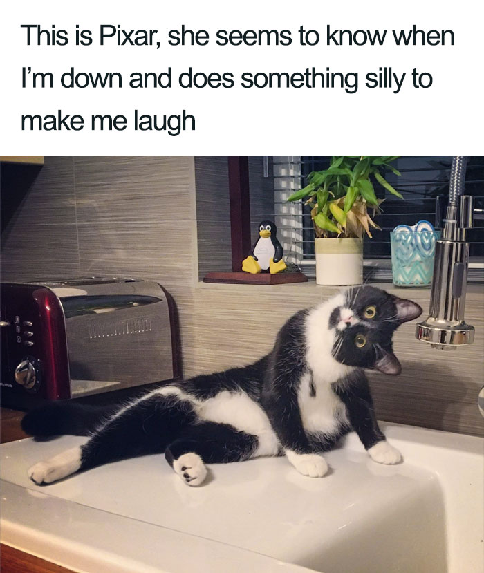 45 Wholesome Cat Posts That Will Hopefully Make Your Day