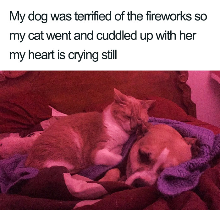 45 Wholesome Cat Posts That Will Hopefully Make Your Day