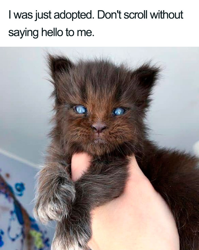 45 Wholesome Cat Posts That Will Hopefully Make Your Day