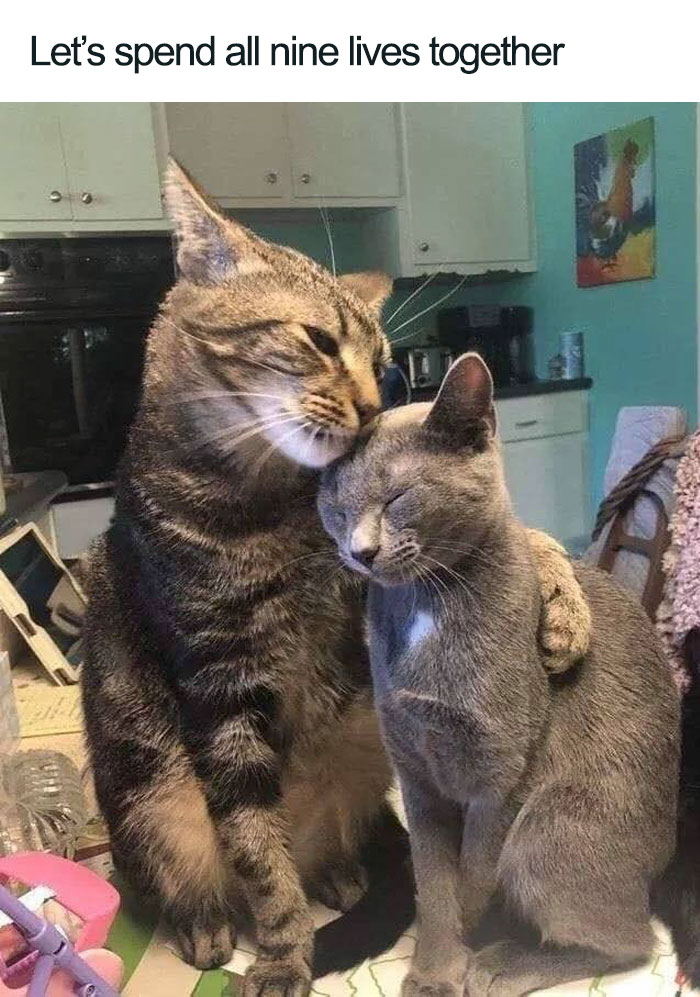 45 Wholesome Cat Posts That Will Hopefully Make Your Day
