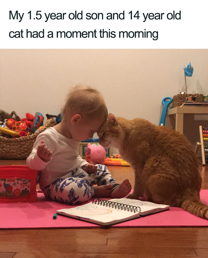 45 Wholesome Cat Posts That Will Hopefully Make Your Day