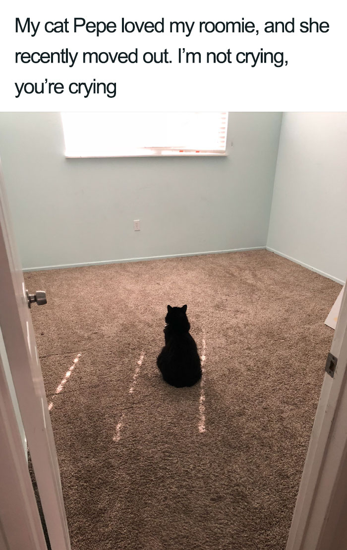 45 Wholesome Cat Posts That Will Hopefully Make Your Day