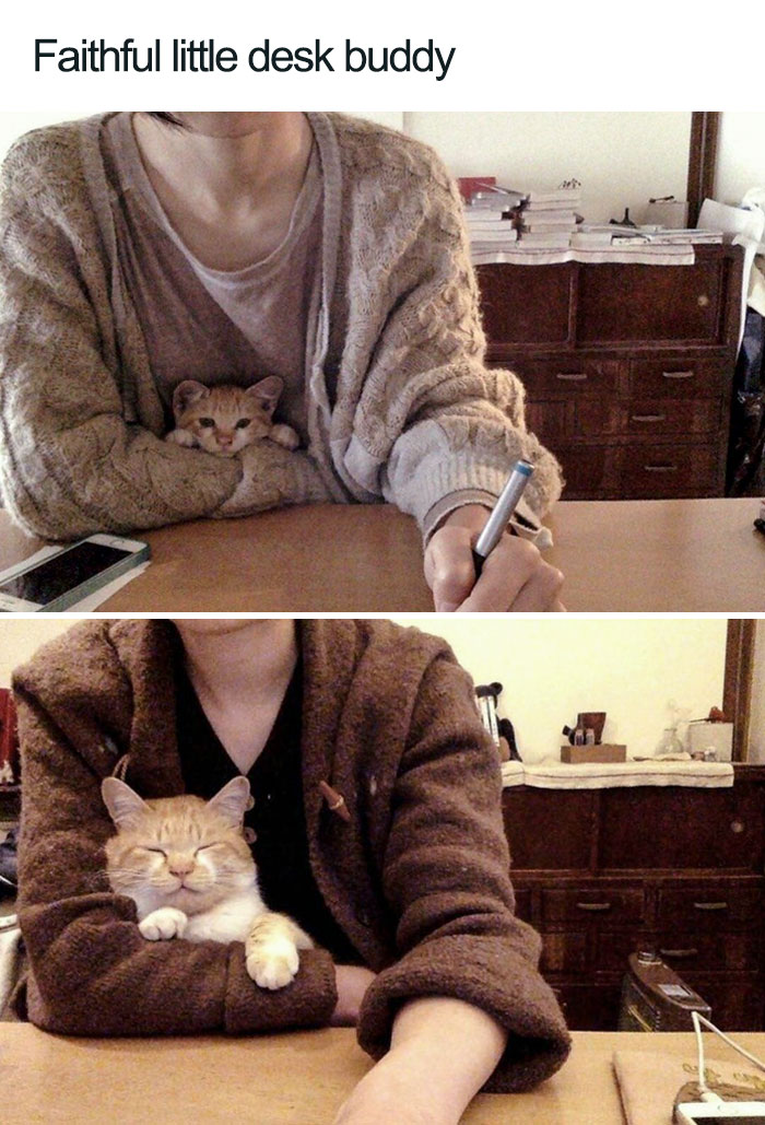 45 Wholesome Cat Posts That Will Hopefully Make Your Day