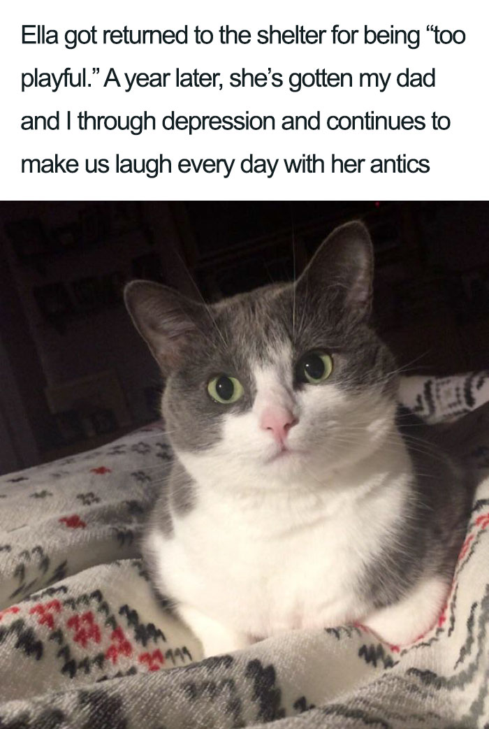 45 Wholesome Cat Posts That Will Hopefully Make Your Day