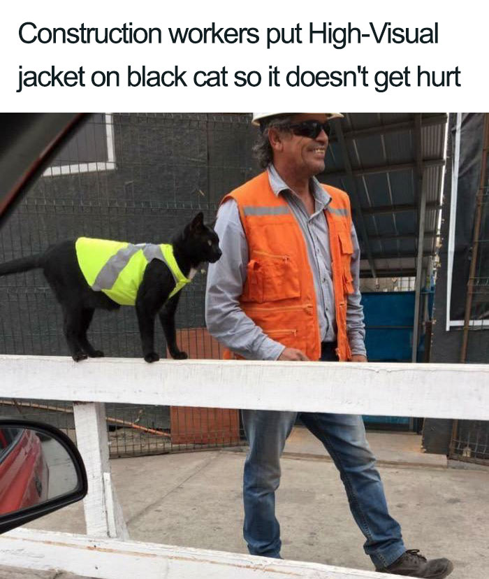 45 Wholesome Cat Posts That Will Hopefully Make Your Day