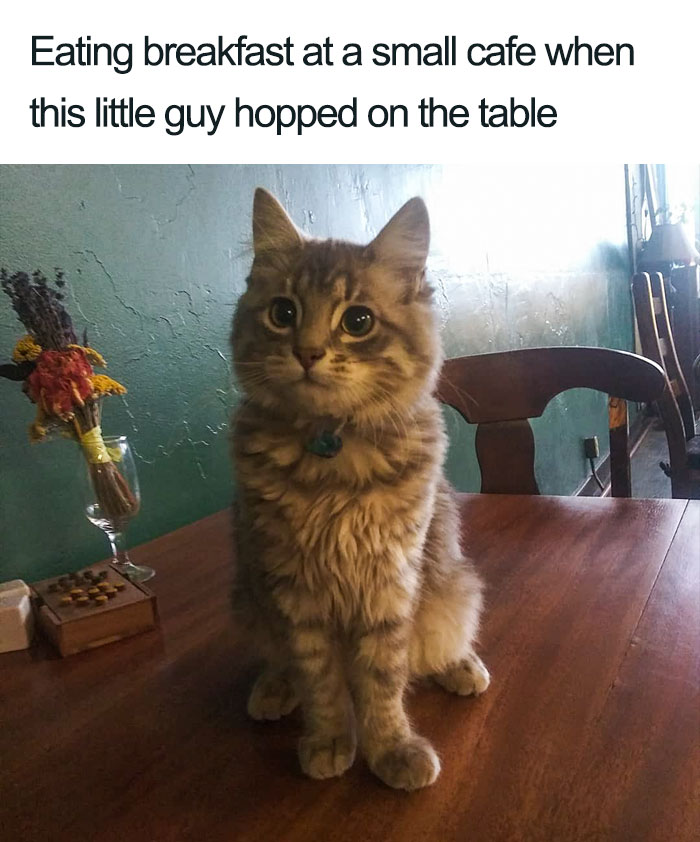 45 Wholesome Cat Posts That Will Hopefully Make Your Day