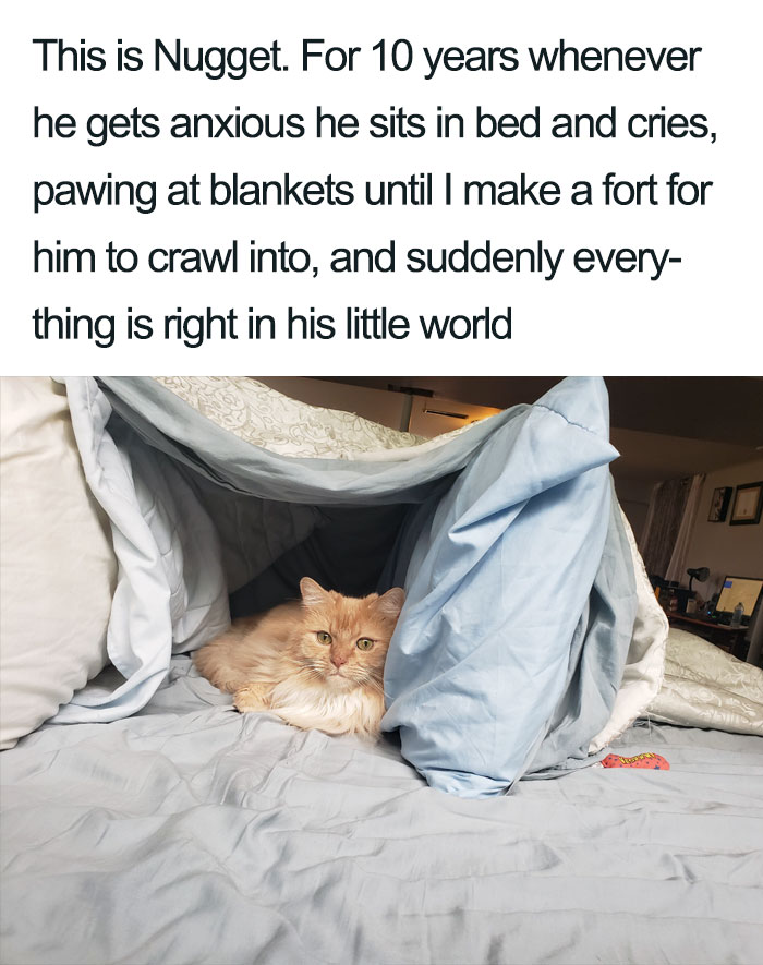 45 Wholesome Cat Posts That Will Hopefully Make Your Day