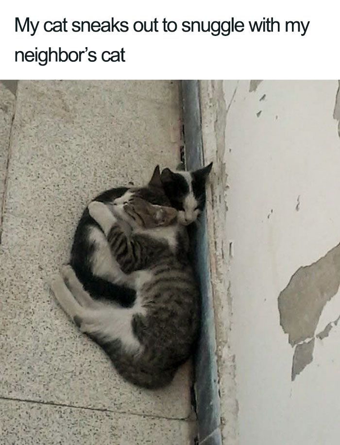 45 Wholesome Cat Posts That Will Hopefully Make Your Day
