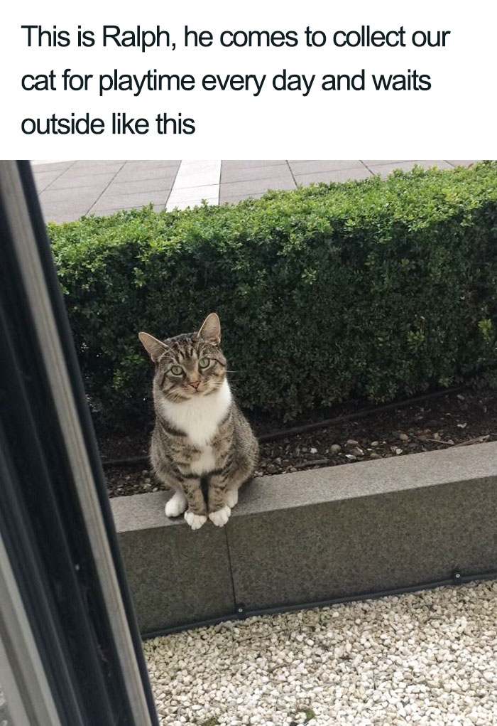 45 Wholesome Cat Posts That Will Hopefully Make Your Day
