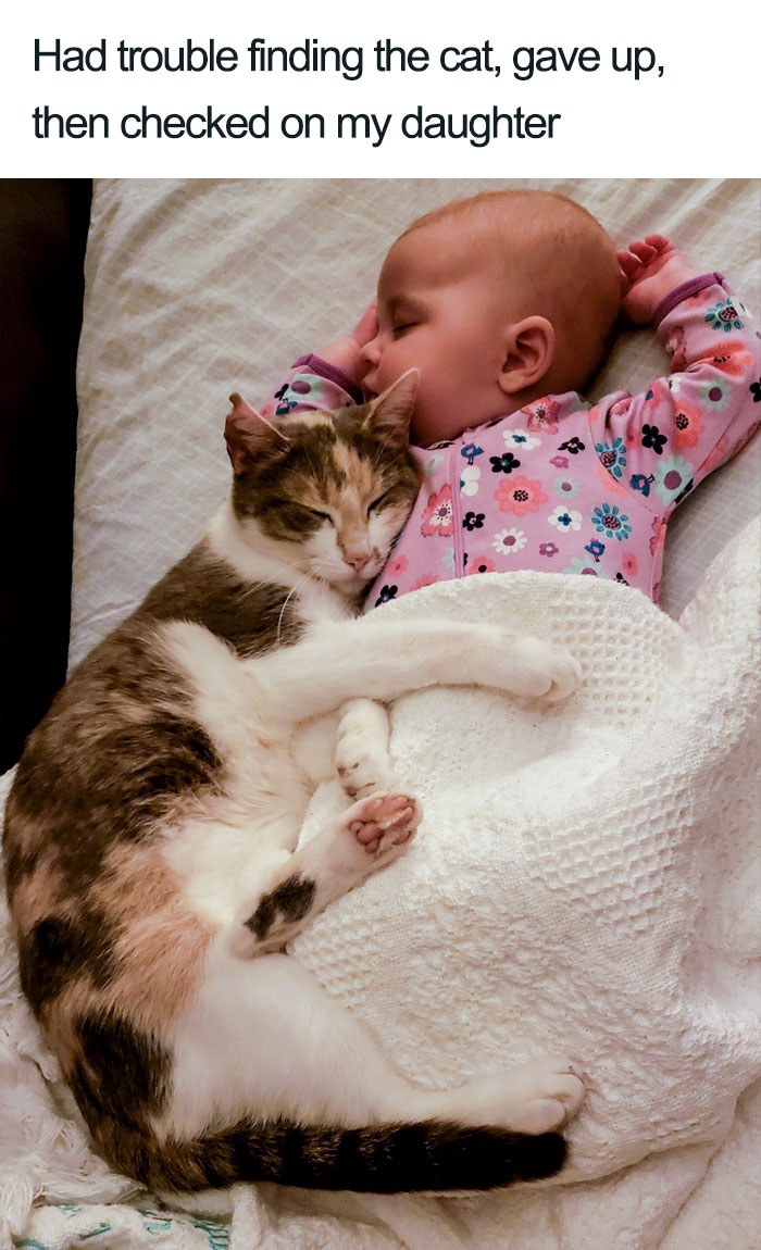 45 Wholesome Cat Posts That Will Hopefully Make Your Day