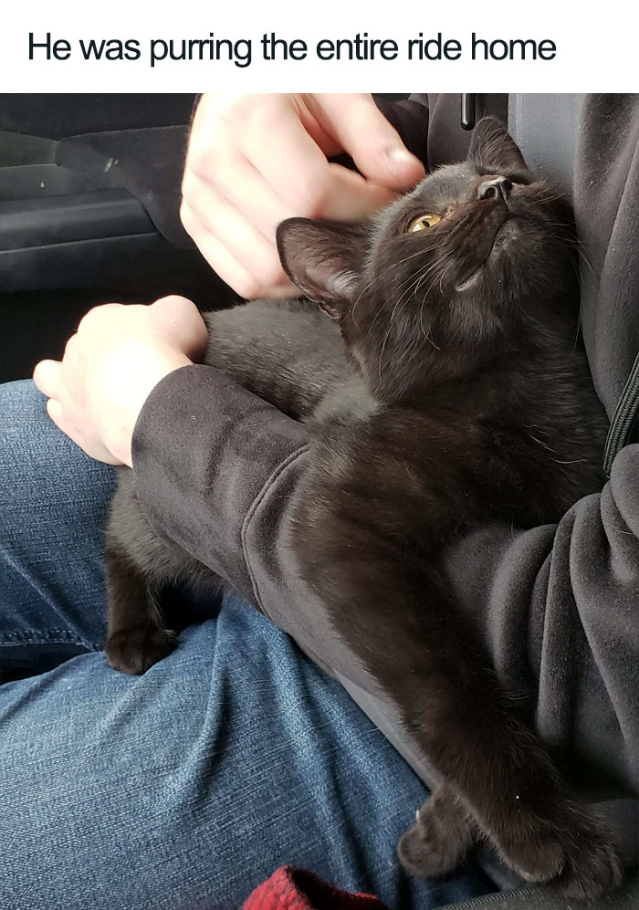45 Wholesome Cat Posts That Will Hopefully Make Your Day