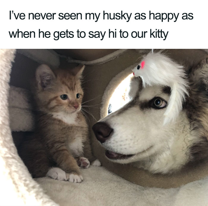 45 Wholesome Cat Posts That Will Hopefully Make Your Day