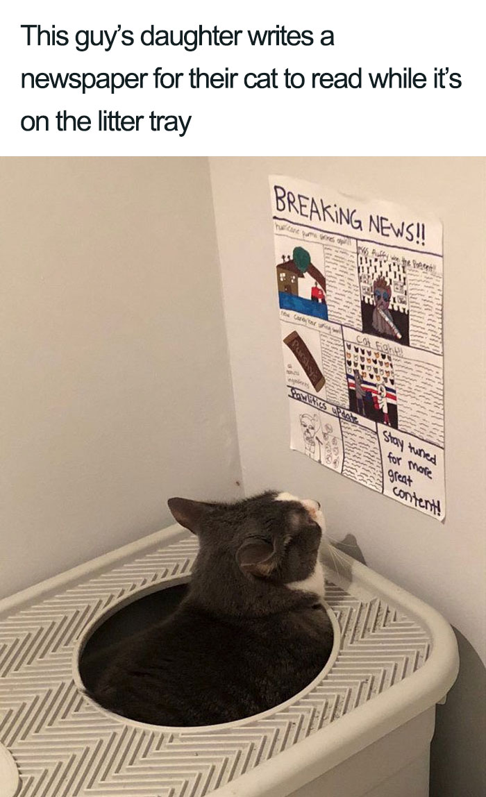 45 Wholesome Cat Posts That Will Hopefully Make Your Day