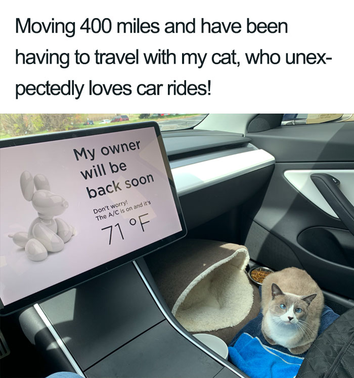 45 Wholesome Cat Posts That Will Hopefully Make Your Day