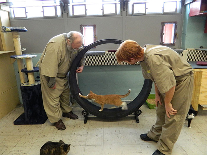 Prison In Indiana Accepts Shelter Cats And They Change Prisoners