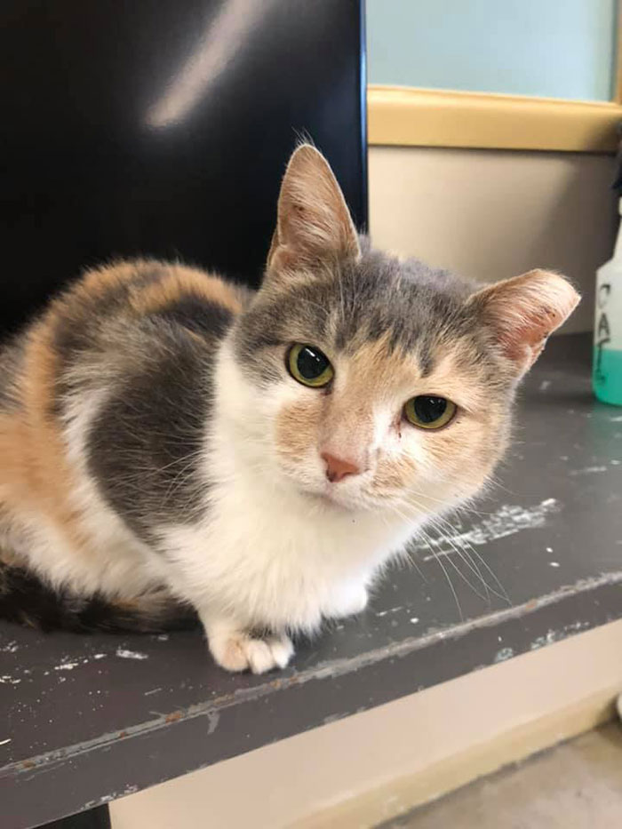 Prison In Indiana Accepts Shelter Cats And They Change Prisoners