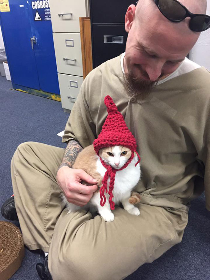 Prison In Indiana Accepts Shelter Cats And They Change Prisoners