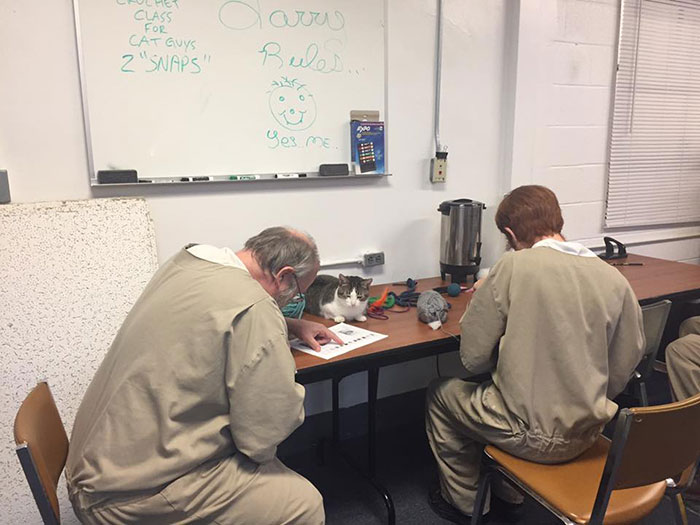 Prison In Indiana Accepts Shelter Cats And They Change Prisoners