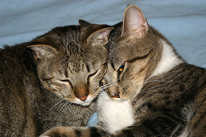 Fascinating Infographic Shows The Ways That A Cat&#8217;s Purr Are Good For You