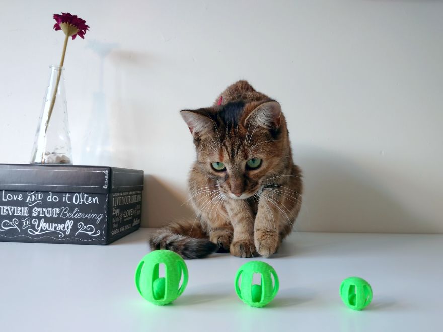 Meowsome Accessories To 3D Print For Your Cat