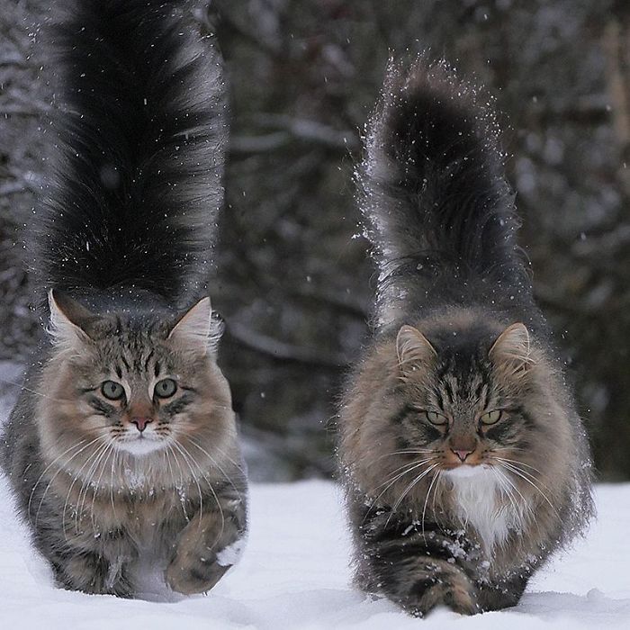 30 Pics Of Finnish Cats Living Their Best Winter Life