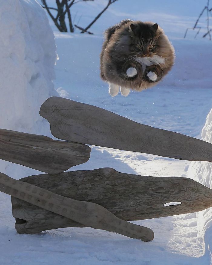 30 Pics Of Finnish Cats Living Their Best Winter Life