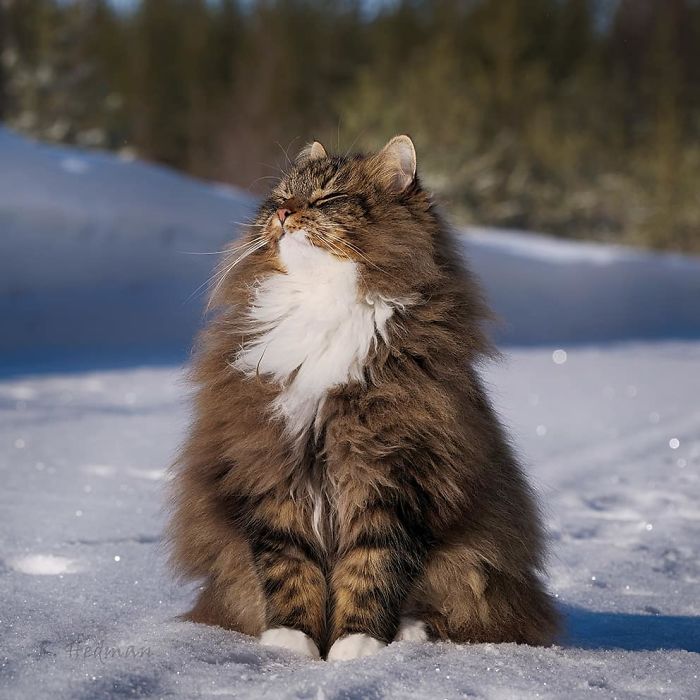 30 Pics Of Finnish Cats Living Their Best Winter Life