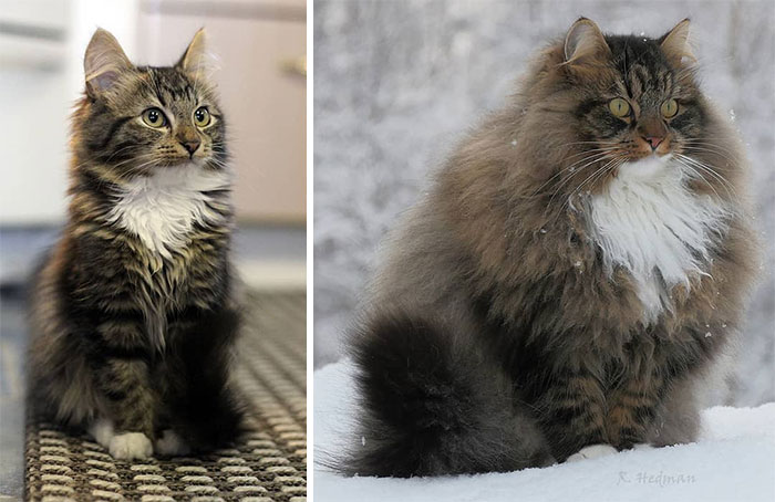 30 Pics Of Finnish Cats Living Their Best Winter Life