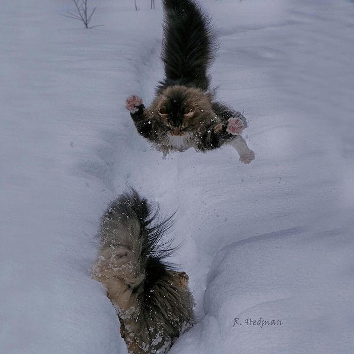 30 Pics Of Finnish Cats Living Their Best Winter Life