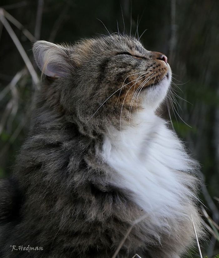 30 Pics Of Finnish Cats Living Their Best Winter Life
