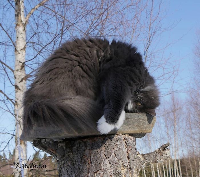 30 Pics Of Finnish Cats Living Their Best Winter Life