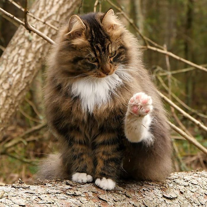30 Pics Of Finnish Cats Living Their Best Winter Life